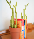 Bamboo Bookend Plant Office Center