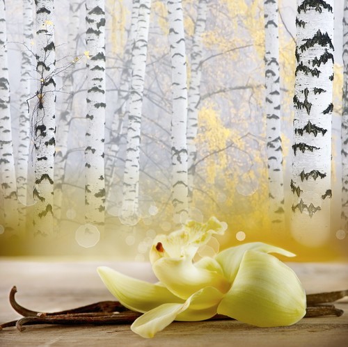 Vanilla Birch Apothecary Jar Candle