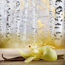 Vanilla Birch Apothecary Jar Candle